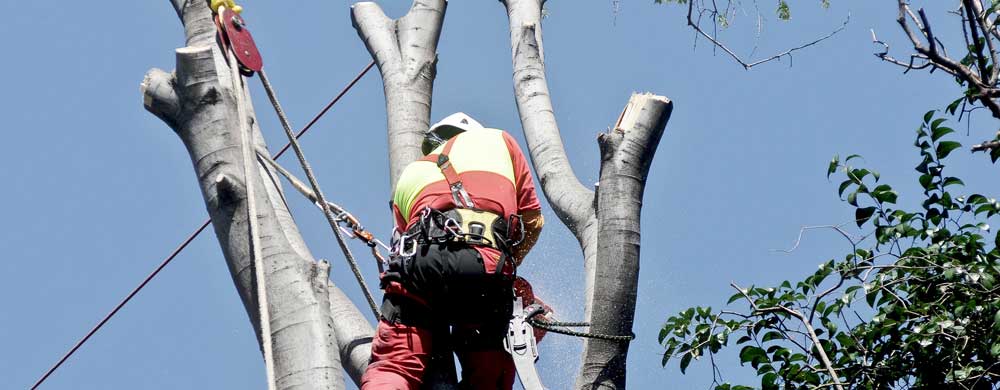 Golden Acres Tree Services