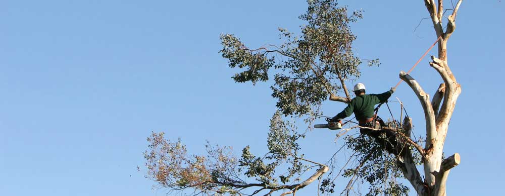 Golden Acres Tree Services